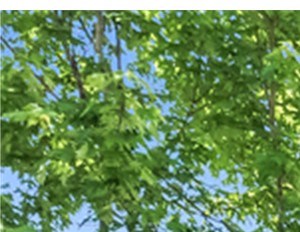 Abbington Ridge Apartments for Rent - Raleigh, NC | RENTCafé